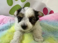 Bodie , a male Yorkshire Terrier for sale in Metropolis, IL – 2 of 6