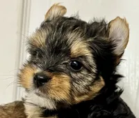 Xanden, a male Yorkshire Terrier for sale in Metropolis, IL – 2 of 3