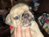 Female, a female Pug for sale in Mooresboro, NC – 3 of 3