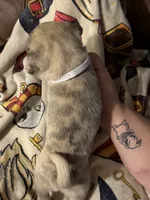 Pug female, a female Pug for sale in Mooresboro, NC – 3 of 4