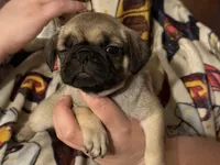 Female, a male Pug for sale in Mooresboro, NC – 3 of 4