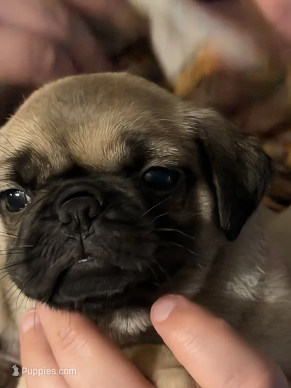 Female – Pug puppy for sale in Mooresboro, NC