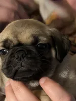 Female, a male Pug for sale in Mooresboro, NC – 1 of 4