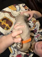 Male, a male Pug for sale in Mooresboro, NC – 1 of 2