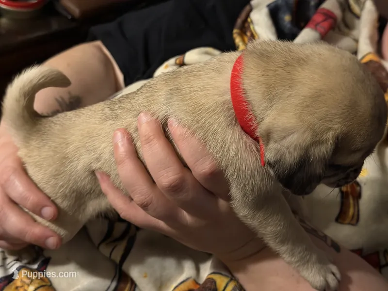 Female – Pug puppy for sale in Mooresboro, NC