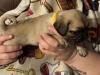 Female, a male Pug for sale in Mooresboro, NC – 2 of 4