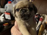 Female, a female Pug for sale in Mooresboro, NC – 2 of 3