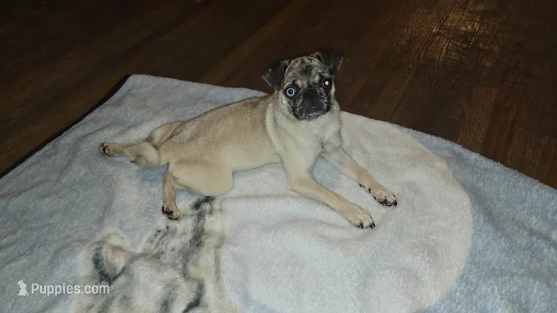 Yoda – Pug puppy for sale in Mooresboro, NC
