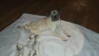 Yoda, a male Pug for sale in Mooresboro, NC – 1 of 4
