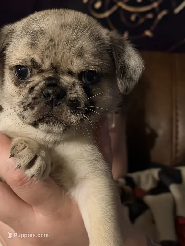 Pug female – Pug puppy for sale in Mooresboro, NC