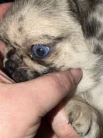 Pug female, a female Pug for sale in Mooresboro, NC – 2 of 4