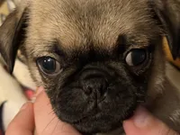 Yoda, a male Pug for sale in Mooresboro, NC – 4 of 4