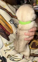 Puppy male, a male Pug for sale in Mooresboro, NC – 2 of 2