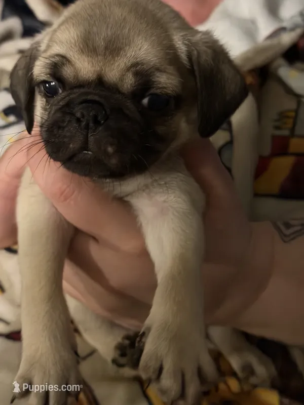 Puppy male – Pug puppy for sale in Mooresboro, NC