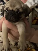Puppy male, a male Pug for sale in Mooresboro, NC – 1 of 2