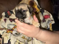 Yoda, a male Pug for sale in Mooresboro, NC – 3 of 4