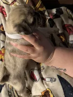 Pug female, a female Pug for sale in Mooresboro, NC – 4 of 4