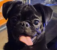 Yoda, a male Pug for sale in Mooresboro, NC – 2 of 4
