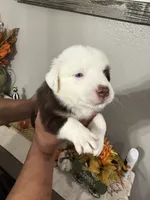 Rocky , a male Australian Shepherd for sale in Fontana, CA – 3 of 3