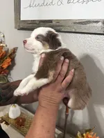 Milo, a male Australian Shepherd for sale in Fontana, CA – 4 of 4