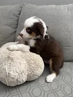 Rocky, a male Australian Shepherd for sale in Fontana, CA – 6 of 6