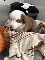 Milo, a male Australian Shepherd for sale in Fontana, CA – 4 of 5