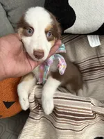 Bella, a female Australian Shepherd for sale in Fontana, CA – 2 of 4
