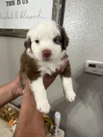 Milo, a male Australian Shepherd for sale in Fontana, CA – 3 of 4