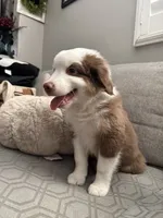 Milo, a male Australian Shepherd for sale in Fontana, CA – 5 of 5