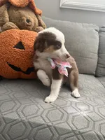 Bella, a female Australian Shepherd for sale in Fontana, CA – 4 of 4
