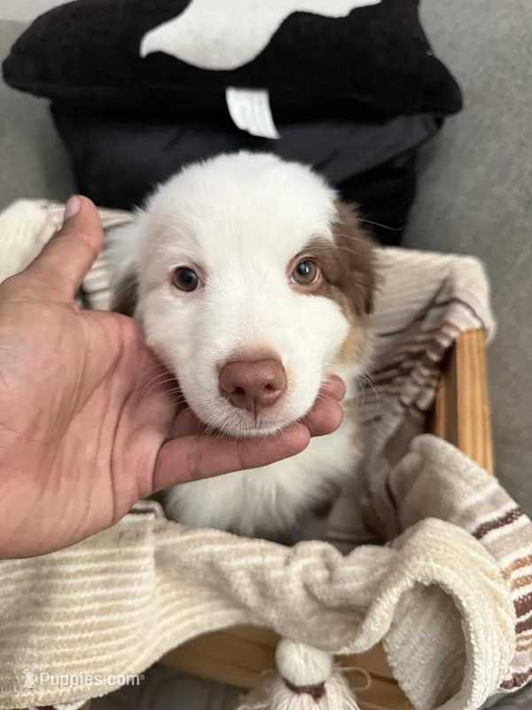 Milo – Australian Shepherd puppy for sale in Fontana, CA