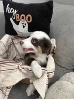 Rocky, a male Australian Shepherd for sale in Fontana, CA – 3 of 6