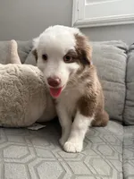 Milo, a male Australian Shepherd for sale in Fontana, CA – 2 of 5