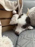 Roxy , a female Australian Shepherd for sale in Fontana, CA – 4 of 5