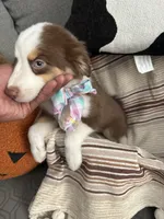 Bella, a female Australian Shepherd for sale in Fontana, CA – 3 of 4