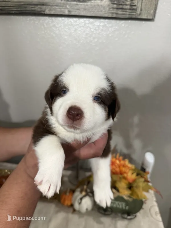 Roxy – Australian Shepherd puppy for sale in Fontana, CA