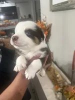 Rocky , a male Australian Shepherd for sale in Fontana, CA – 1 of 3