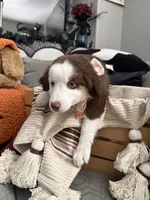 Molly, a female Australian Shepherd for sale in Fontana, CA – 3 of 4