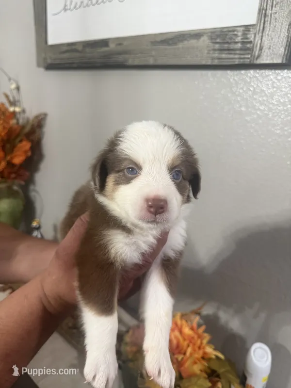 Bella – Australian Shepherd puppy for sale in Fontana, CA