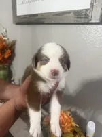 Bella, a female Australian Shepherd for sale in Fontana, CA – 1 of 3