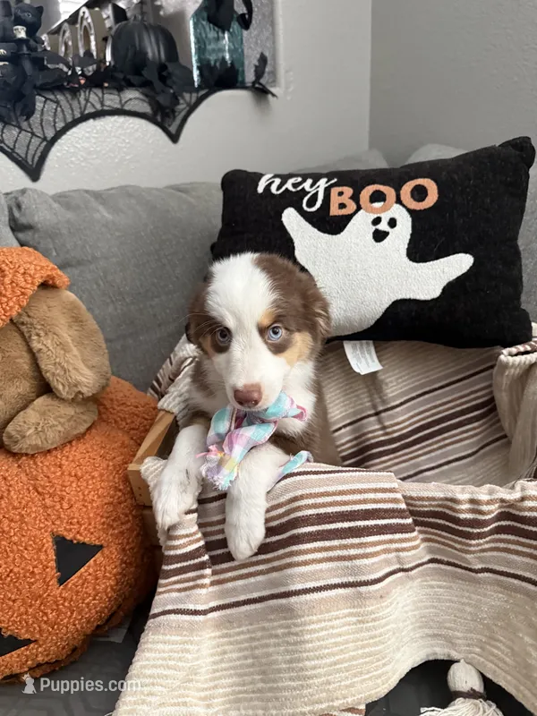 Bella – Australian Shepherd puppy for sale in Fontana, CA