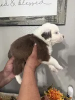 Milo, a male Australian Shepherd for sale in Fontana, CA – 2 of 4