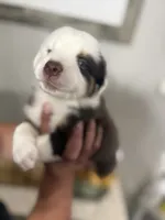 Rocky , a male Australian Shepherd for sale in Fontana, CA – 2 of 3