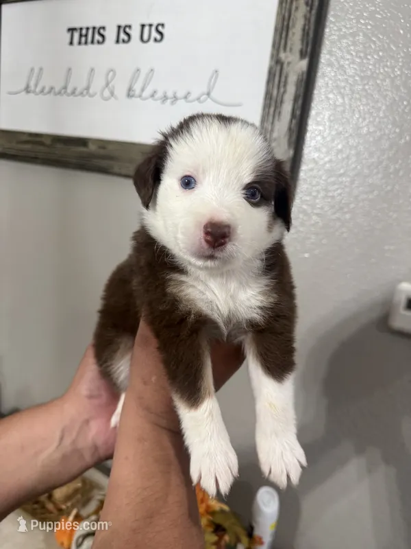 Molly – Australian Shepherd puppy for sale in Fontana, CA