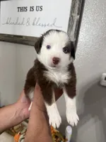Molly, a female Australian Shepherd for sale in Fontana, CA – 1 of 3