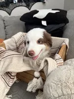 Milo, a male Australian Shepherd for sale in Fontana, CA – 3 of 5