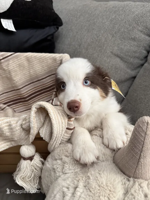 Roxy  – Australian Shepherd puppy for sale in Fontana, CA