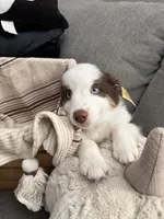 Roxy , a female Australian Shepherd for sale in Fontana, CA – 1 of 5
