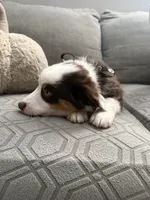 Rocky, a male Australian Shepherd for sale in Fontana, CA – 5 of 6
