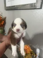 Bella, a female Australian Shepherd for sale in Fontana, CA – 3 of 3